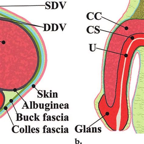 dick pis|The Penis: Anatomy and 3D Illustrations